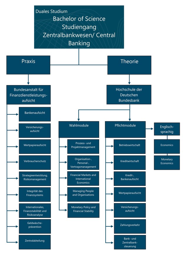Graphische Darstellung des Studiums Zentralbankwesen