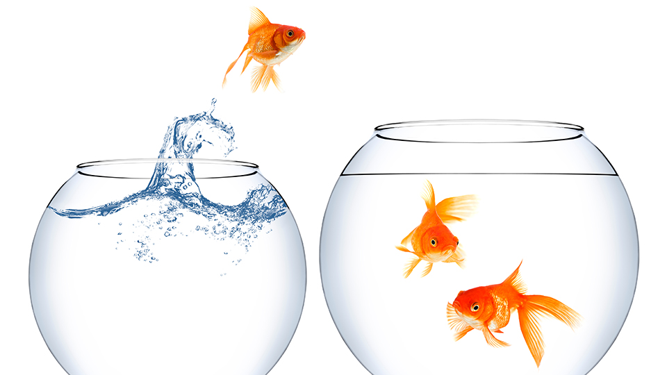 Die Abbildung zeigt zwei Goldfischgläser und Goldfische, wovon ein Fisch aus seinem in das andere Glas springt. 